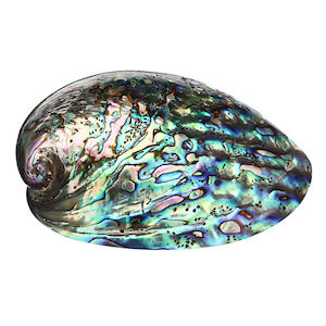 abalone