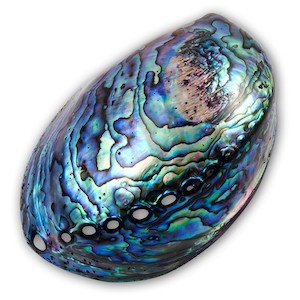 Paua Shell